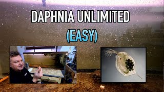 How I Raise Daphnia Water Fleas And You Can Too [upl. by Saks]