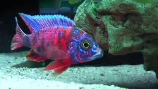 Malawi Cichlids Aulonocara OB von Julian [upl. by Ellerehc]