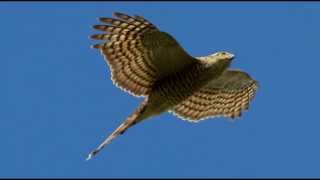 Sparrowhawk Bird Call Bird Song [upl. by Llemrej]