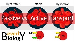 Passive vs Active transport [upl. by Mahtal594]