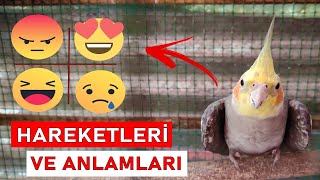 Sultan Papağanı Hareketleri ve Anlamları [upl. by Letsirc]