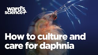 Caring and Culturing for Daphnia [upl. by Rennane299]