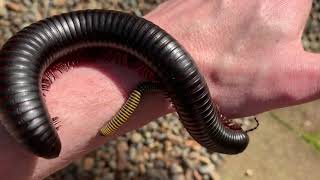 African Giant Millipede Archispirostreptus [upl. by Araminta]