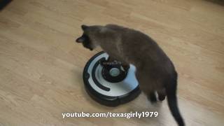 Cat shows HOW TO use iRobot Roomba Vacuum [upl. by Silvano322]