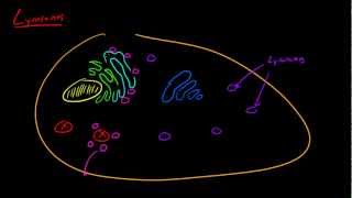 Biology Lecture  24  Lysosome [upl. by Donohue]