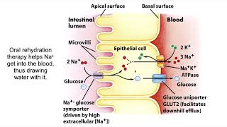 Oral Rehydration Therapy [upl. by Delila]