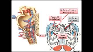 Tronco encefalico configuración interna [upl. by Inoj173]