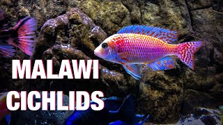 Guide to African Cichlid Care [upl. by Enorahs]