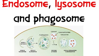 Endosome Lysozome and phagosome [upl. by Elgna]