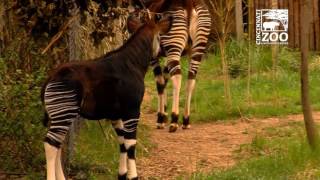 Okapi Calf First Time Outside  Cincinnati Zoo [upl. by Lais]