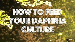 How To Feed Your Daphnia Culture [upl. by Nirat]