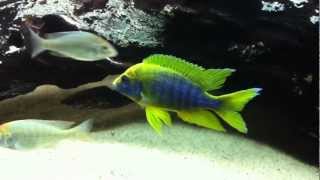 Aulonocara jacobfreibergi quotMamelelaquot Lemon Jake  PISCES [upl. by Croteau]