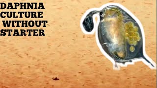 HOW TO CULTURE DAPHNIA NATURALLY WITHOUT A STARTER [upl. by Latia350]