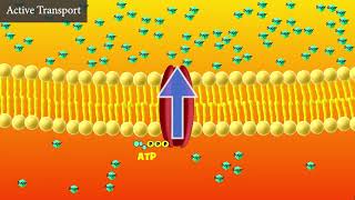 Active Transport Explained [upl. by Soane]