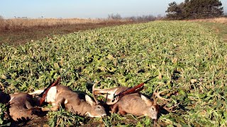 Easy No Till Brassica Food Plots [upl. by Ainegue738]