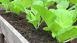 a new way to grow Brassica juncea [upl. by Liryc]