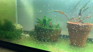 Daphnia Culturing Snails or no snails [upl. by Krishna]