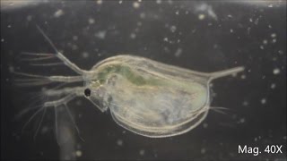 Daphnia magna under the Microscope [upl. by Alisan]