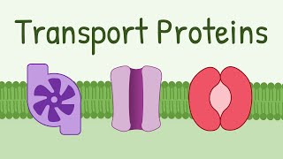 Transport Proteins Pumps Channels Carriers [upl. by Celestina338]