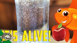 How to culture Vinegar Eels The EASY Way Live Fish Food [upl. by Iatnahs]