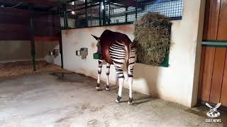 Rare Okapi birth in Sharjah [upl. by Eellah328]