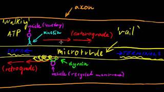 Part 3  Axonal Transport [upl. by Virginia]