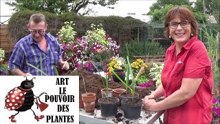 Conseils jardinage Comment faire un semis de palmier dattier Phœnix dactylifera [upl. by Cawley]