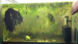 Scuds Daphnia Cherry Shrimp Copepods My aquatic food culture [upl. by Adnarb]