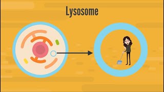 Lysosome Structure amp Function  Biology [upl. by Bourgeois761]