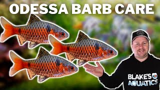 You Need to Try These Odessa Barb Care and Breeding Guide [upl. by Atina]