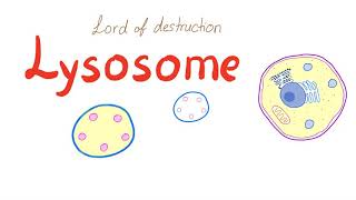 Lysosome [upl. by Annabal]