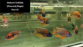 Malawi Cichlids PeacockHaps Part IV Trop Aquarium SG [upl. by Frederica]