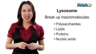 Learn Biology Cells—Lysosomes [upl. by Haroved17]