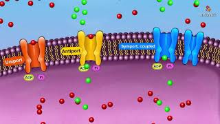 Active transport Mechanism overview  Membrane physiology animations [upl. by Levram]