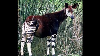 Focus on Species Okapi Okapia johnstoni [upl. by Greggory187]