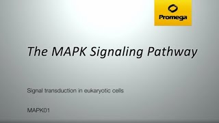 The MAPK Signaling Pathway [upl. by Esojnauj]