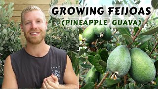 How to Grow Feijoas  Planting and Care Guide [upl. by Candra]