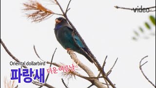 파랑새 Dollarbird [upl. by Imas14]