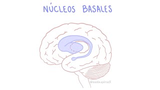 Núcleos Basales Ganglios basales  Anatomía y fisiología [upl. by Dez]