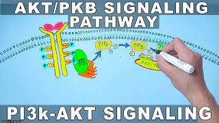 AKTPKB Signaling Pathway  PI3k Signaling [upl. by Mena714]