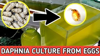 HOW TO HATCH DAPHNIA EGGS  HOW TO CULTURE DAPHNIA [upl. by Karia]