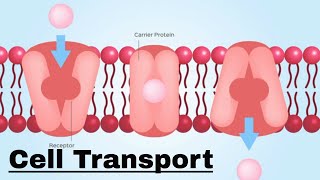 Cell transport Passive and Active Transport [upl. by Anazus139]