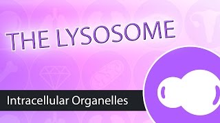 Intracellular Organelles The Lysosome [upl. by Tiler]