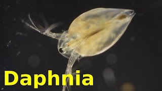 Daphnia [upl. by Ney439]