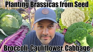 Planting sowing Brassicas From Seed  Cauliflower Broccoli and Cabbage [upl. by Asseral]