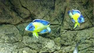 Aulonocara stuartgranti quotblue neonquot Undu reef males fight  PISCES [upl. by Yanttirb963]