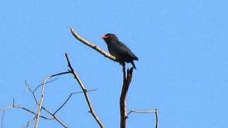 Dollarbird Eurystomus orientalis [upl. by Lubba936]