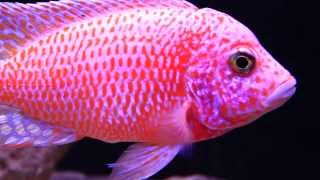 Super Colorful African Cichlid  The Dragon Blood Peacock Aulonocara Hybrid [upl. by Simonetta]