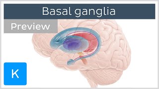 Basal ganglia Pathways and functions preview  Human Neuroanatomy  Kenhub [upl. by Ogir330]