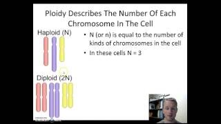 Haploid vs Diploid [upl. by Troy386]